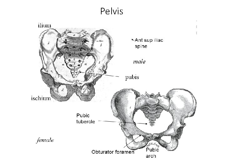 Pelvis Pelvis
