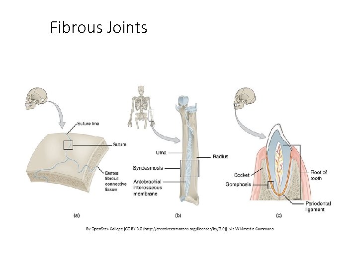 Fibrous Joints 