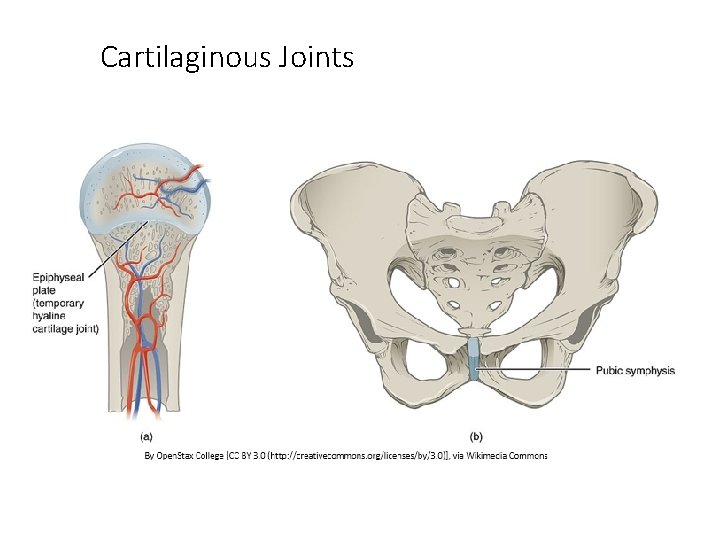 Cartilaginous Joints Cartilaginous Joints