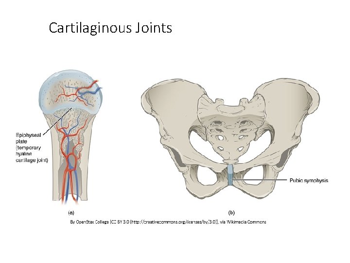 Cartilaginous Joints 