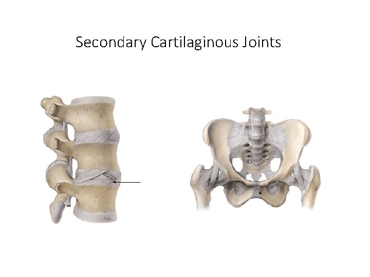 Secondary Cartilaginous Joints 