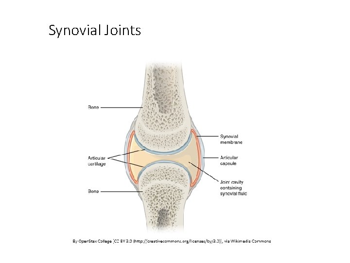Synovial Joints 