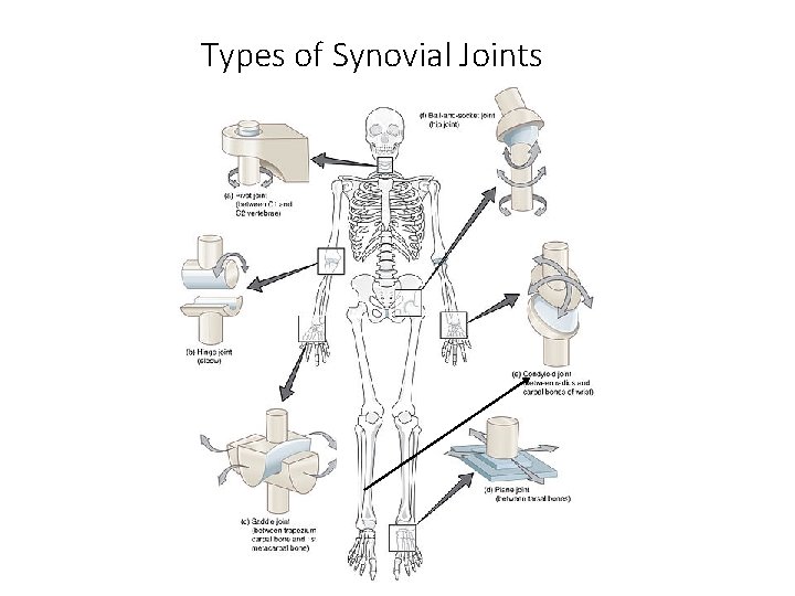 Types of Synovial Joints 