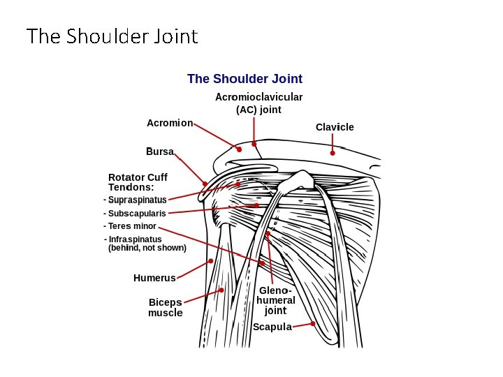The Shoulder Joint The Shoulder Joint