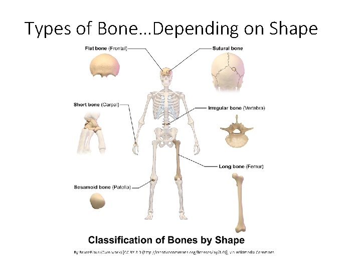 Types of Bone…Depending on Shape 