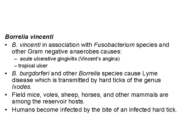 Borrelia vincenti • B. vincenti in association with Fusobacterium species and other Gram negative