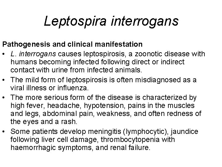 Leptospira interrogans Pathogenesis and clinical manifestation • L. interrogans causes leptospirosis, a zoonotic disease