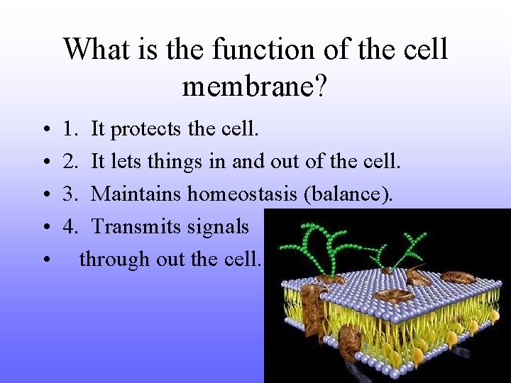 What is the function of the cell membrane? • • • 1. 2. 3.