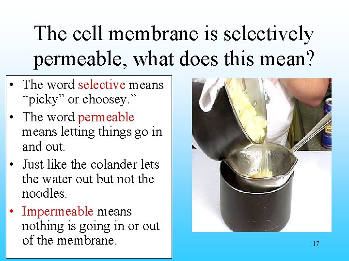 The cell membrane is selectively permeable, what does this mean? • The word selective