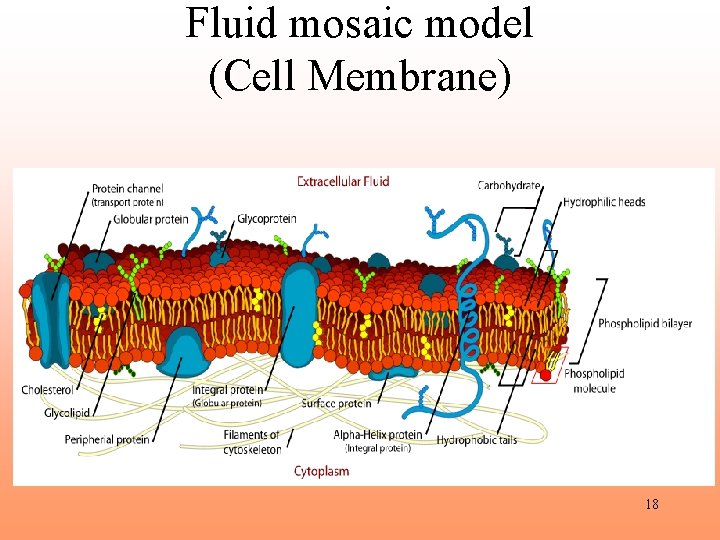 Fluid mosaic model (Cell Membrane) 18 