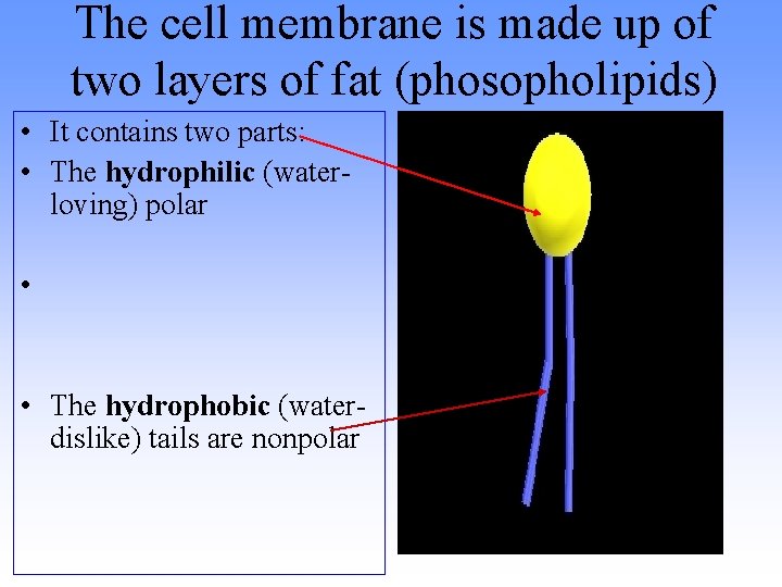 The cell membrane is made up of two layers of fat (phosopholipids) • It