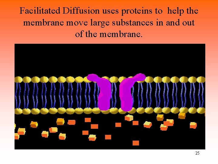 Facilitated Diffusion uses proteins to help the membrane move large substances in and out