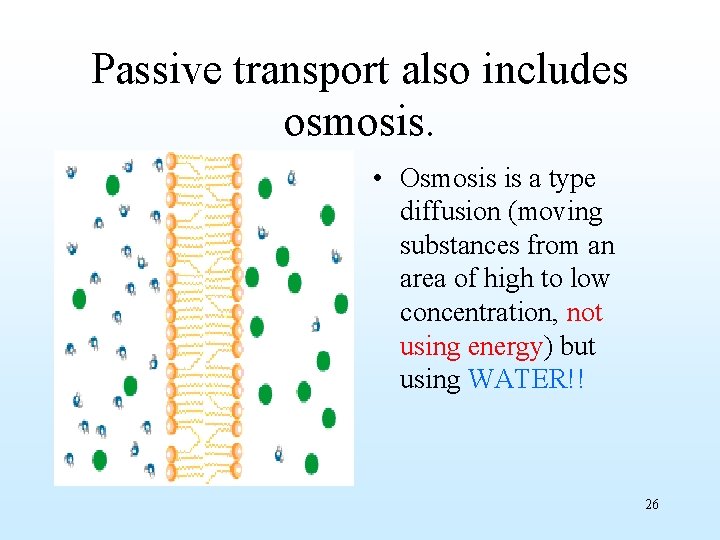 Passive transport also includes osmosis. • Osmosis is a type diffusion (moving substances from