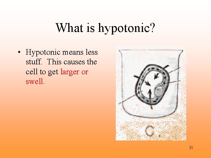 What is hypotonic? • Hypotonic means less stuff. This causes the cell to get
