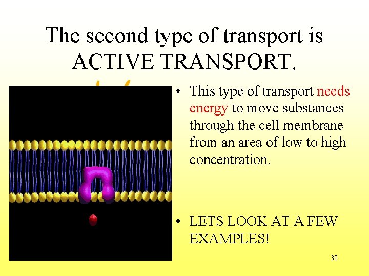 The second type of transport is ACTIVE TRANSPORT. • This type of transport needs