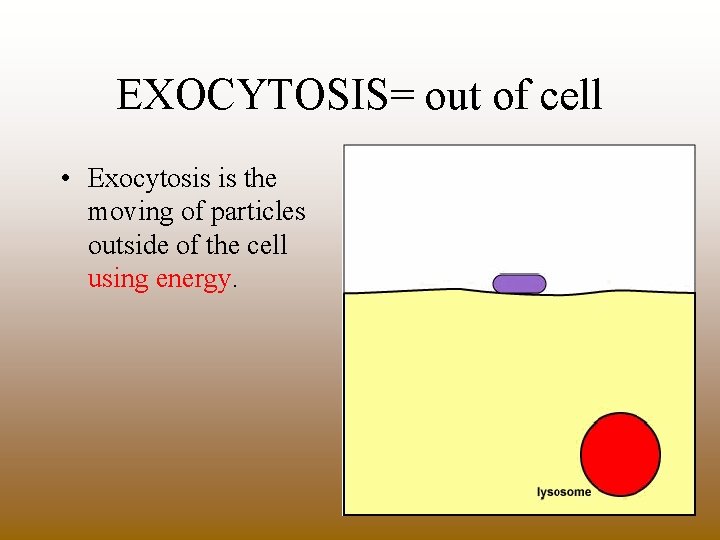 EXOCYTOSIS= out of cell • Exocytosis is the moving of particles outside of the