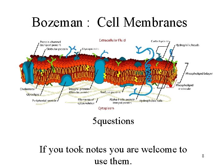 Bozeman : Cell Membranes 5 questions If you took notes you are welcome to