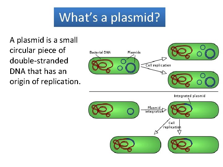 What’s a plasmid? A plasmid is a small circular piece of double-stranded DNA that