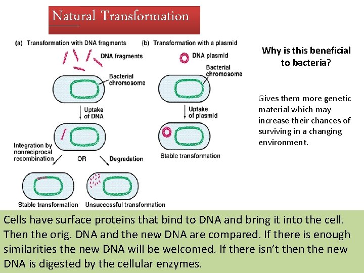 Natural Transformation Why is this beneficial to bacteria? Gives them more genetic material which
