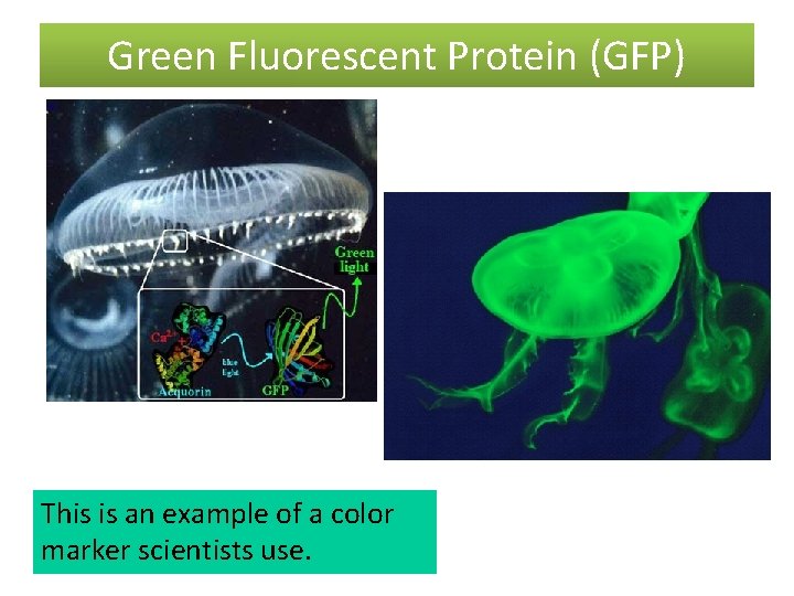 Green Fluorescent Protein (GFP) This is an example of a color marker scientists use.