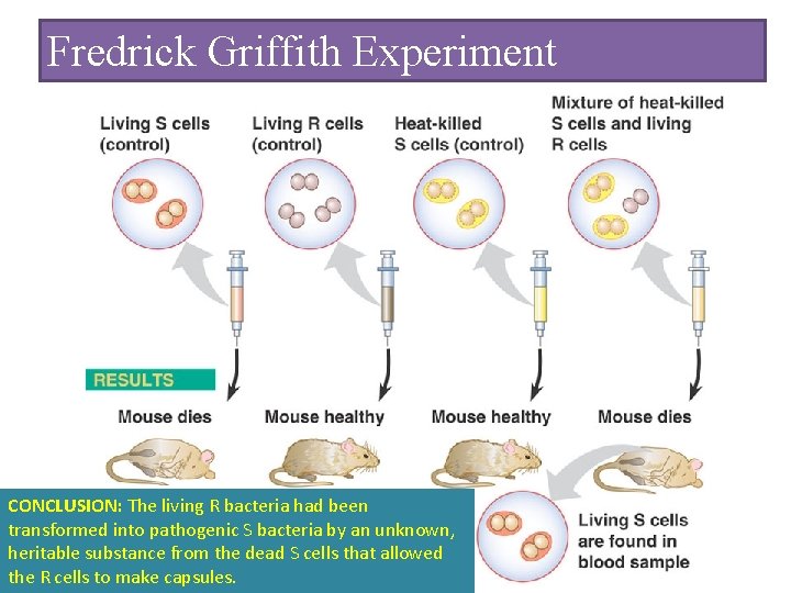 Fredrick Griffith Experiment CONCLUSION: The living R bacteria had been transformed into pathogenic S