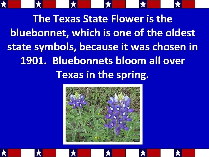 The Texas State Flower is the bluebonnet, which is one of the oldest state