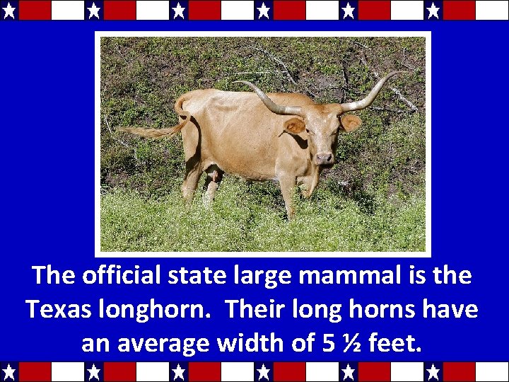 The official state large mammal is the Texas longhorn. Their long horns have an