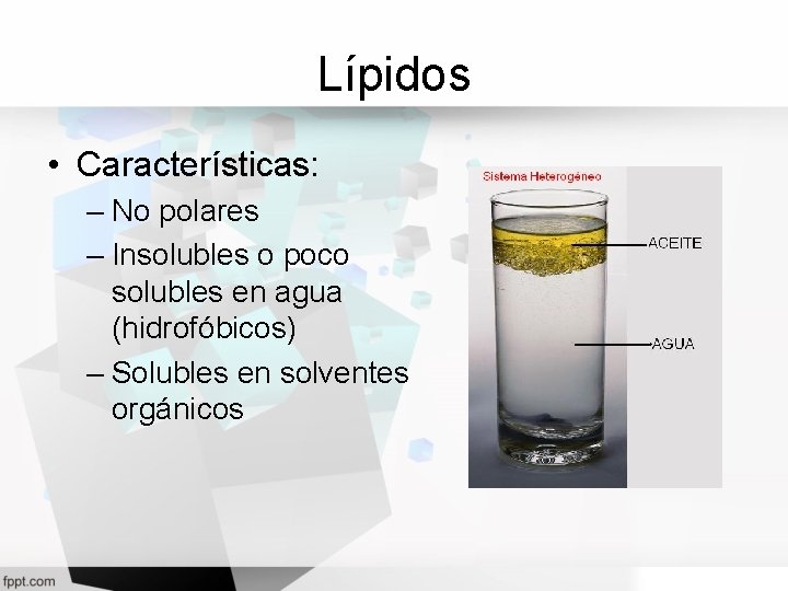 Lípidos • Características: – No polares – Insolubles o poco solubles en agua (hidrofóbicos)