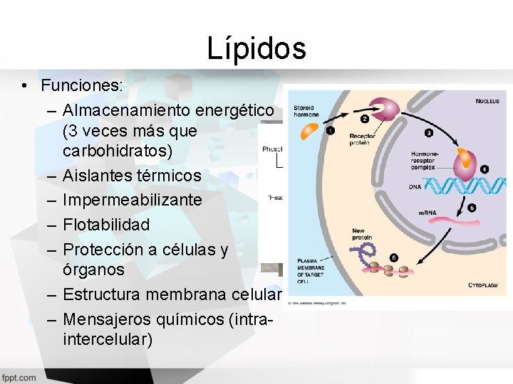 Lípidos • Funciones: – Almacenamiento energético (3 veces más que carbohidratos) – Aislantes térmicos