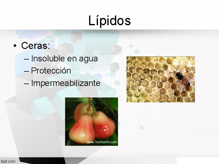 Lípidos • Ceras: – Insoluble en agua – Protección – Impermeabilizante 