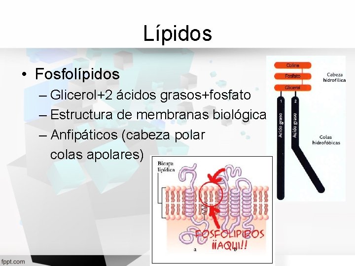 Lípidos • Fosfolípidos – Glicerol+2 ácidos grasos+fosfato – Estructura de membranas biológicas – Anfipáticos