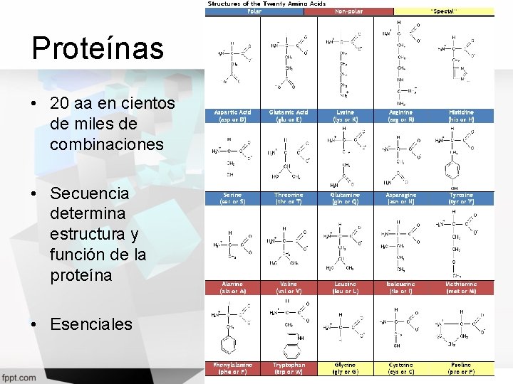 Proteínas • 20 aa en cientos de miles de combinaciones • Secuencia determina estructura