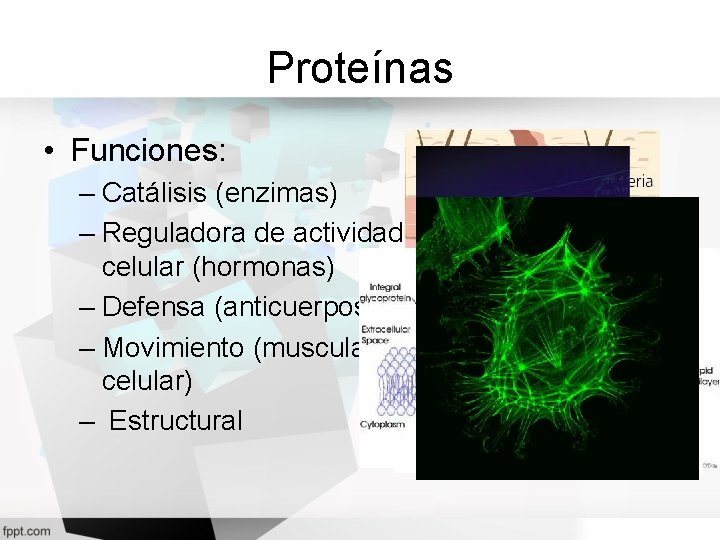 Proteínas • Funciones: – Catálisis (enzimas) – Reguladora de actividad celular (hormonas) – Defensa