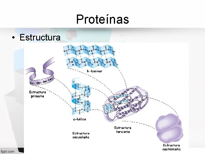 Proteínas • Estructura 