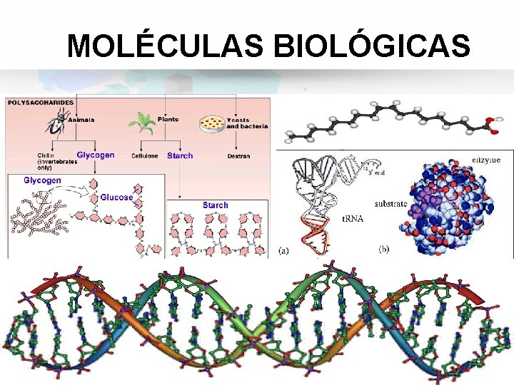 MOLÉCULAS BIOLÓGICAS 