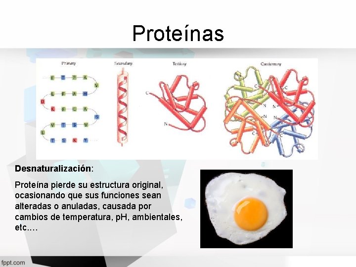 Proteínas Desnaturalización: Proteína pierde su estructura original, ocasionando que sus funciones sean alteradas o