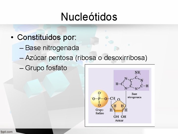 Nucleótidos • Constituidos por: – Base nitrogenada – Azúcar pentosa (ribosa o desoxirribosa) –