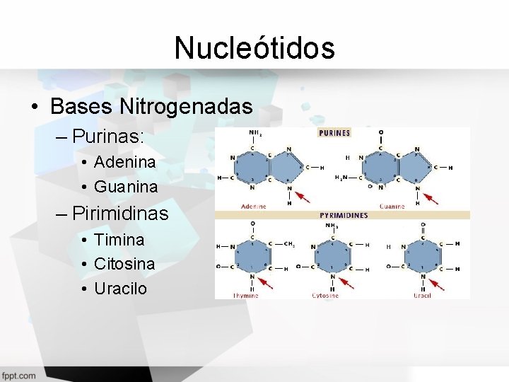 Nucleótidos • Bases Nitrogenadas – Purinas: • Adenina • Guanina – Pirimidinas • Timina