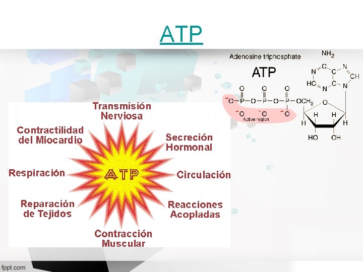 ATP 