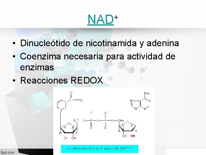 NAD+ • Dinucleótido de nicotinamida y adenina • Coenzima necesaria para actividad de enzimas