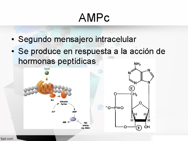 AMPc • Segundo mensajero intracelular • Se produce en respuesta a la acción de