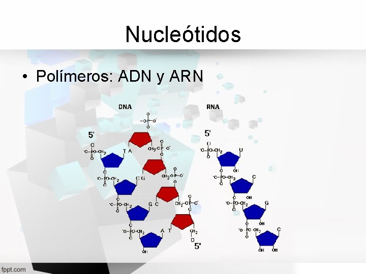Nucleótidos • Polímeros: ADN y ARN 