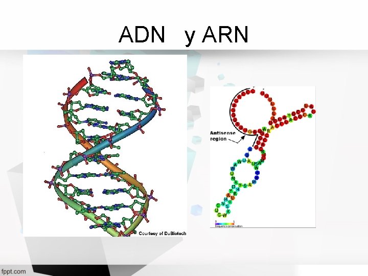 ADN y ARN 