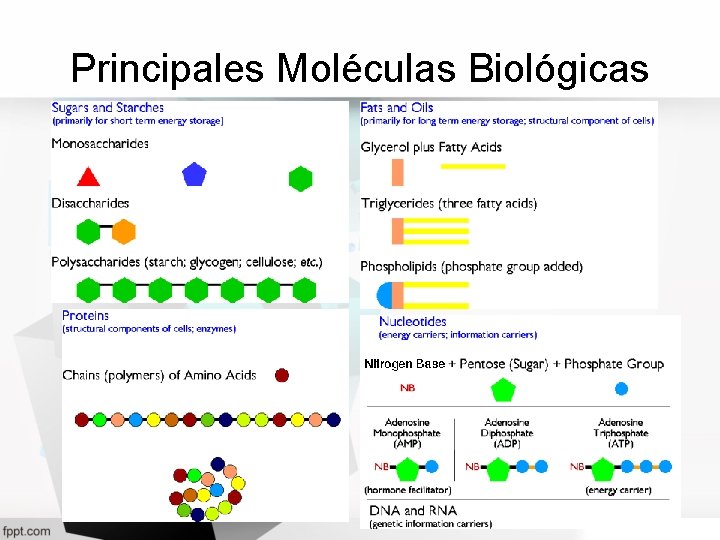 Principales Moléculas Biológicas 