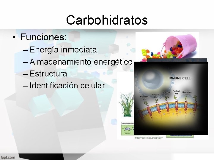 Carbohidratos • Funciones: – Energía inmediata – Almacenamiento energético – Estructura – Identificación celular