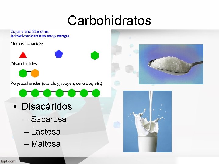 Carbohidratos • Disacáridos – Sacarosa – Lactosa – Maltosa 