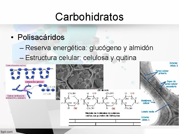 Carbohidratos • Polisacáridos – Reserva energética: glucógeno y almidón – Estructura celular: celulosa y