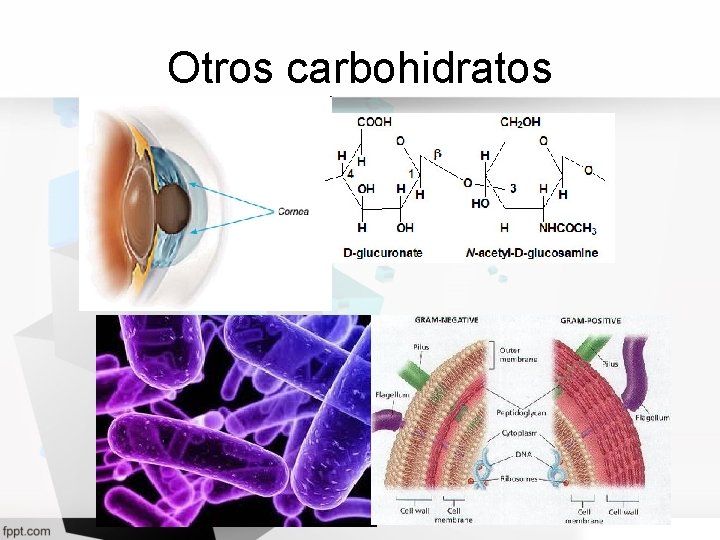 Otros carbohidratos 