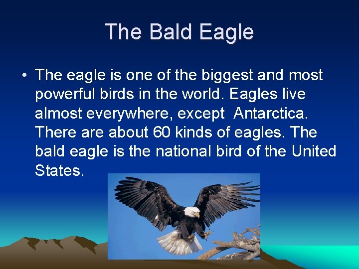 The Bald Eagle • The eagle is one of the biggest and most powerful