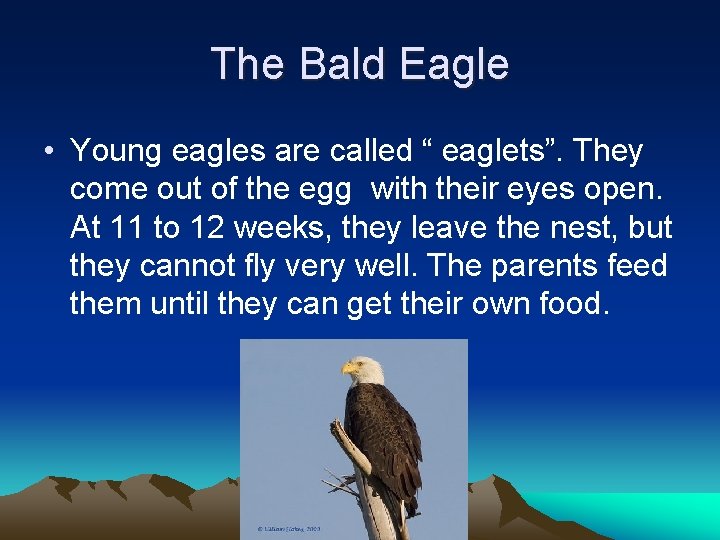 The Bald Eagle • Young eagles are called “ eaglets”. They come out of